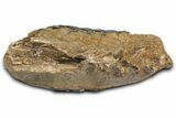 Fossil Woolly Mammoth Lower M Molar - Poland #370358-3